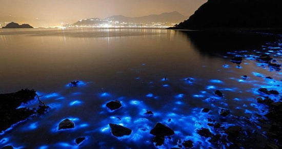 Luminous Lagoon (2-3 HOURS)